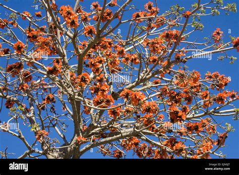 Coral Tree With Flowers Erythrina Cape Province South Africa Stock