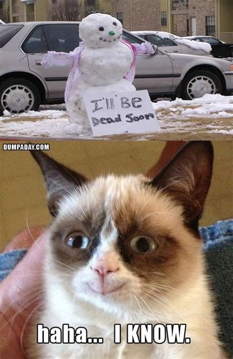 Funny Cat Memes Grumpy Cat Christmas Funny Grumpy Cat Memes Funny
