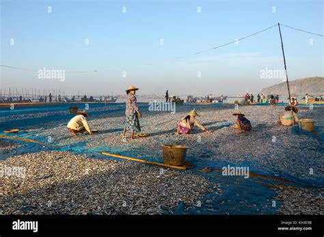 Burmese Women Drying Fish In The Early Morning Sun Near The Fishing