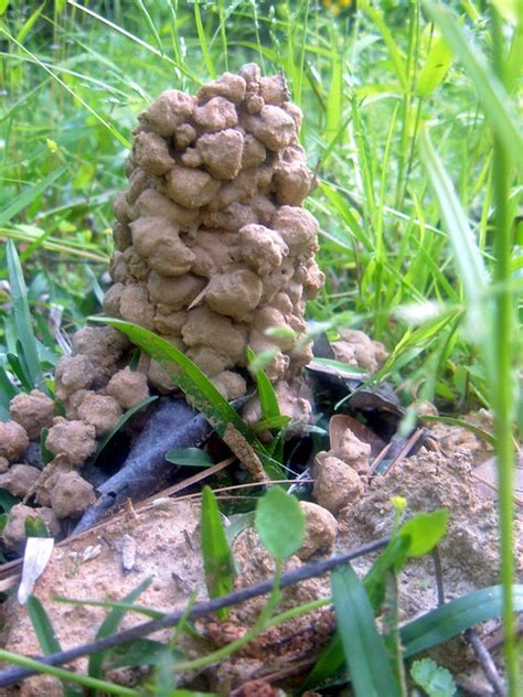 A Crawfish Builds His Castle In My Backyard Flickr Photo Sharing