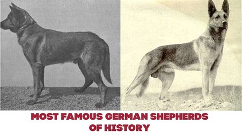 Meet Most Famous German Shepherds Of History Youtube