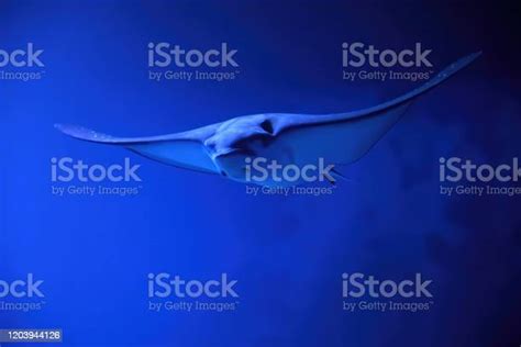 Stingray Stock Photo Download Image Now Cut Out Stingray Animal