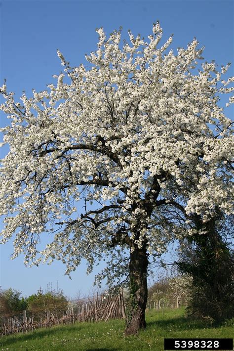 Prunus Avium Alchetron The Free Social Encyclopedia