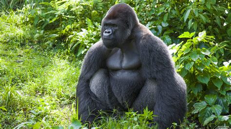 Showing Gallery For 4k Images Animals Gorilla Hd Wallpapers 1080p