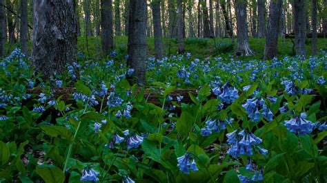 Virginia Bluebells Will County Illinois We Arrived Here Flickr