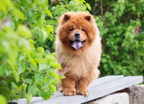 Chow Chow Everything You Should Know Before Buying All Things Dogs