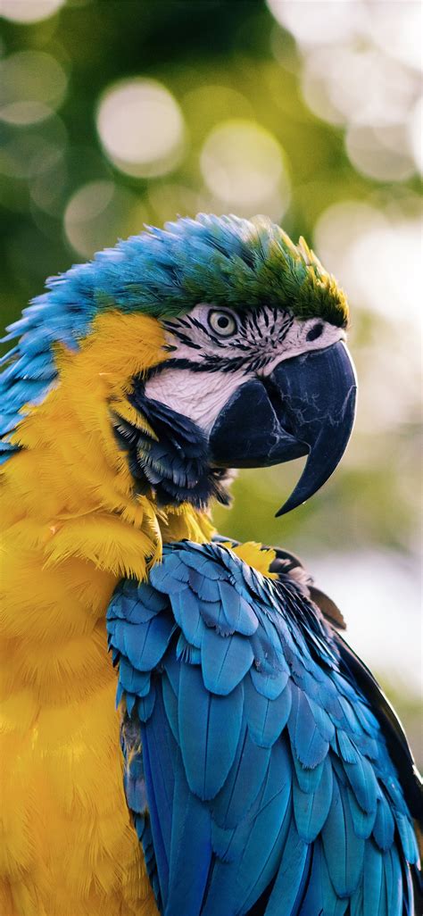 Close Up Of A Yellow And Blue Macaw Iphone X Wallpapers Free Download