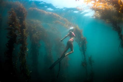 Reasons We Love California Kelp Diving
