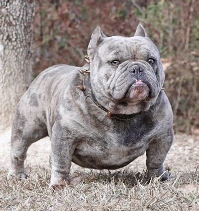 The pup is endowed with this wonderful zest for life that makes them eager to be involved in every activity around them. Merle bully puppies for sale, NISHIOHMIYA-GOLF.COM
