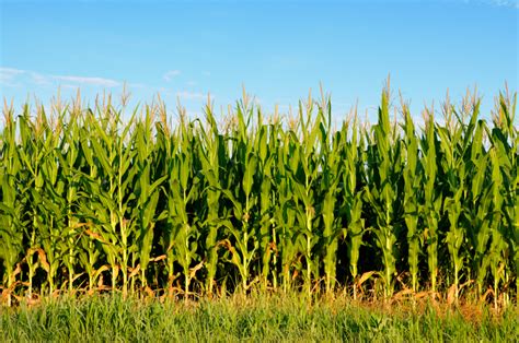 Corn Crop Online Image Arcade