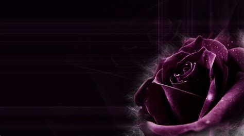 Dark Purple Rose Hd Dark Purple Wallpapers Hd Wallpapers Id 55821