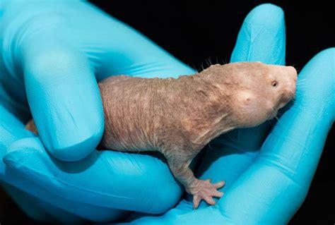 Two Naked Mole Rats Seemingly Immune To Cancer Got Cancer The New York Times