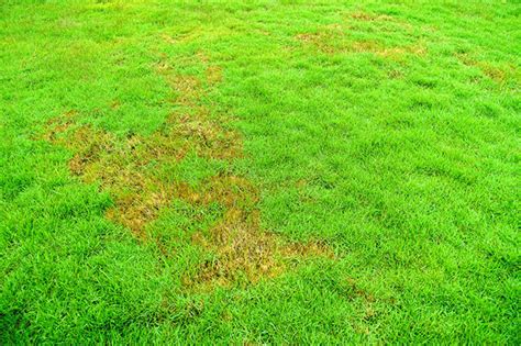 Common Turf Problems And What To Do About Them Carolina Turf And Mosquito