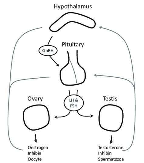 The Hypothalamic Pituitary Gonadal Axis With Key Hormones Download Scientific Diagram