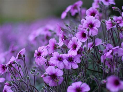 Purple Flowers Geranium Ornamental Flowering Plants Hd Wallpaper For