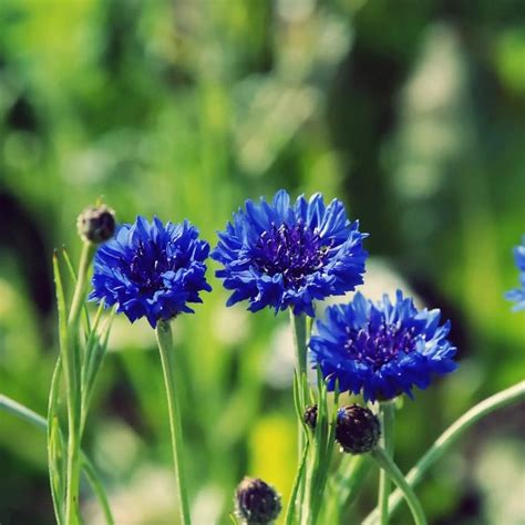 Blue Cornflower Centaurea Cyanus Seeds 100pcspack