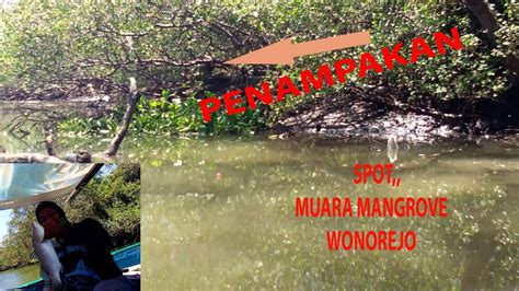 Mancing Kakap Putihbaramundi Di Muara Kali Jagir Mangrove Wonorejo