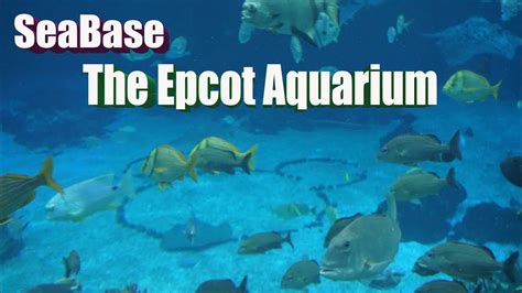 We Explore A Hidden Gem In The Epcot Sea Area The Sea Base Full