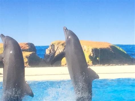20160106101628large Picture Of Pet Porpoise Pool Dolphin