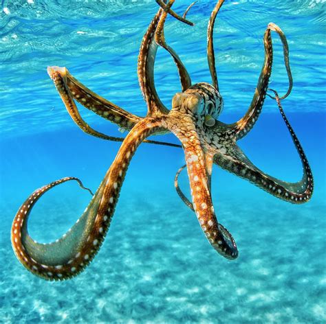 Hawaiian Octopus NatureIsFuckingLit Океанская жизнь Водные животные Осьминоги