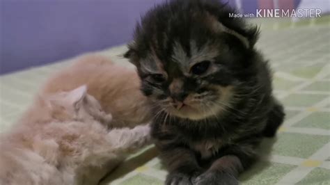 The right and left eyes may open at different times within this range. 2 week old kittens (kittens open their eyes & ears) - YouTube