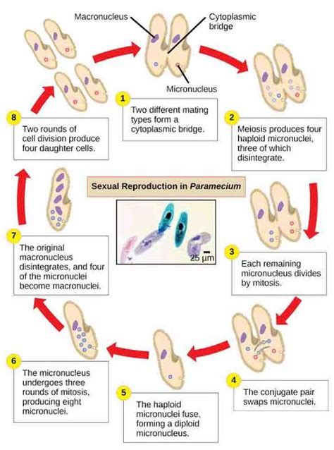 Reproduction In Unicellular Organisms And Invertebrates Biology Lesson