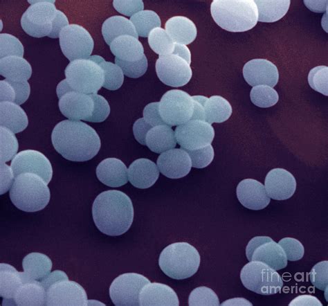 Staphylococcus Aureus Photograph By David M Phillips Pixels
