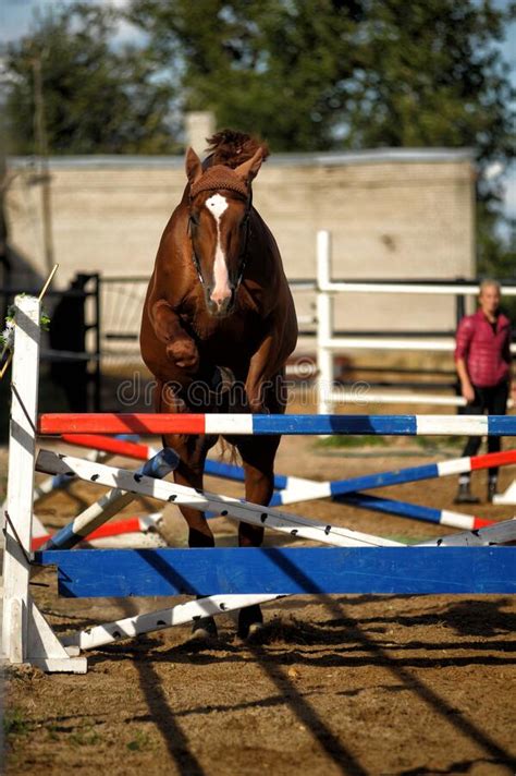 Brown Horse Jumps Over Obstacles In Training Editorial Stock Photo