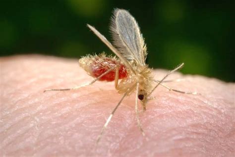 Sand Fly Bites Heres What You Should Do And Shouldn T