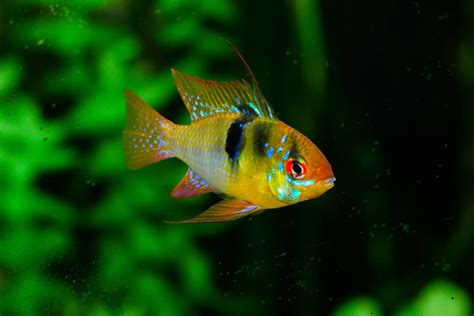 The Most Colorful Aquarium Fish To Keep In Your Tank
