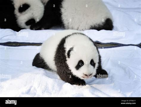 Panda Recién Nacido Fotos E Imágenes De Stock Alamy