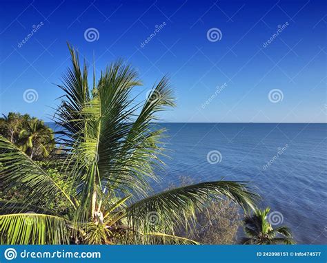 Palm Tree With Ocean And Blue Sky Stock Image Image Of Nature Exotic