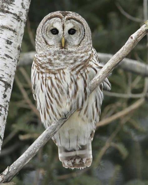 Woodland Wildlife Spotlight Barred Owl University Of Maryland Extension