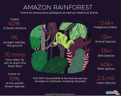 Rainforest Facts Tropical Mocomi Forest Animals Poster