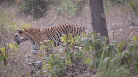 Bandhavgarh Tiger Reserve Feb Zone Magadhi Youtube