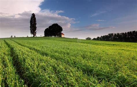 Sunset Over Farm Field With Lone Tree Stock Photo Image 14622642