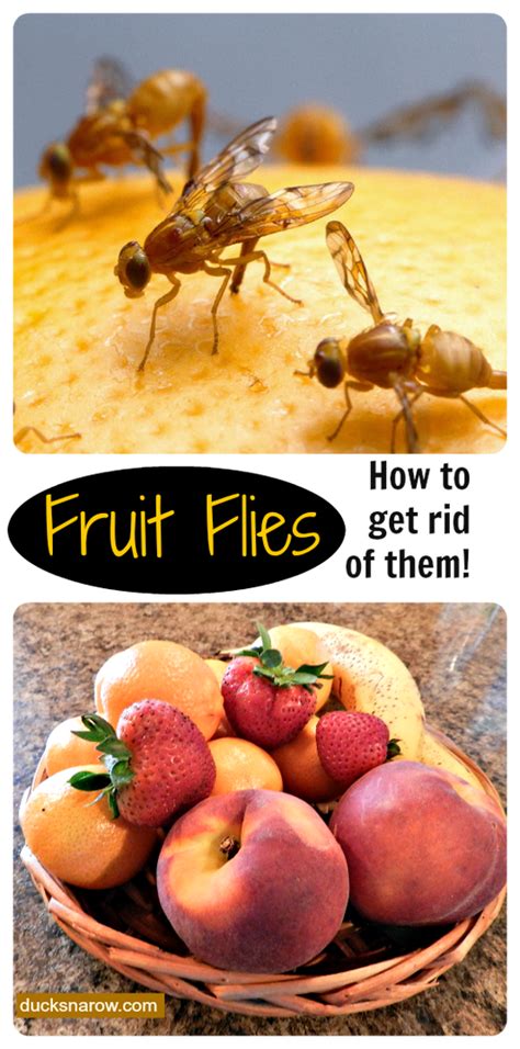Fruit Flies What Are They How Do I Get Rid Of Them February2023 Artofit