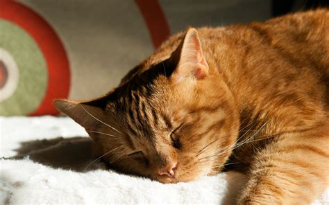 Orange Tabby Cat Cat Sleeping Animals Hd Wallpaper Wallpaper Flare