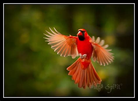 Male Northern Cardinal In Flight Have You Paid Attention T Flickr