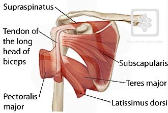 Two biceps tendons attach this muscle to the shoulder. Shoulder / ПЛЕЧИ: Rotator Cuff Mechanics