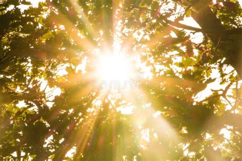 Sun Rays Pass Through Foliage Trees Beautiful Nature Wild Landscape