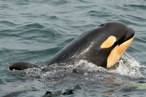 Why Are So Few Babies Born In The Southern Resident Killer Whale