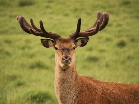 Red Deer A Guide To Irelands Protected Habitats And Species