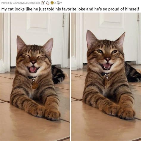 Smiling Cat Goes Viral And Becomes Newest Dad Joke Meme Cats Cute