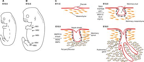 Mammary Development In The Embryo And Adult A Journey Of Morphogenesis