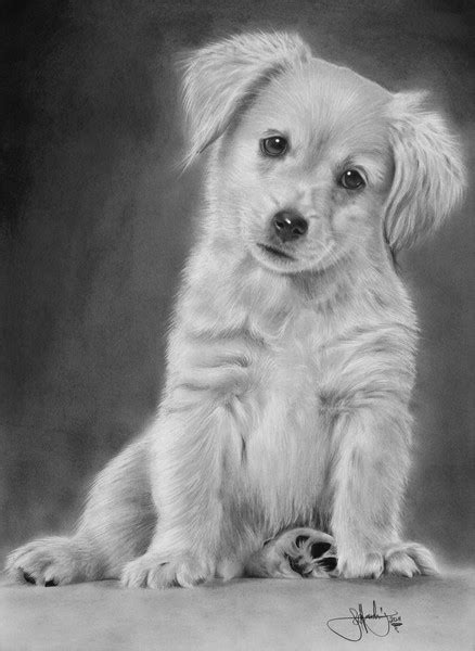 Golden Retriever Puppy Drawing By John Harding