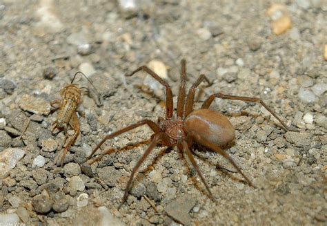Calphotos Loxosceles Reclusa Brown Recluse Spider