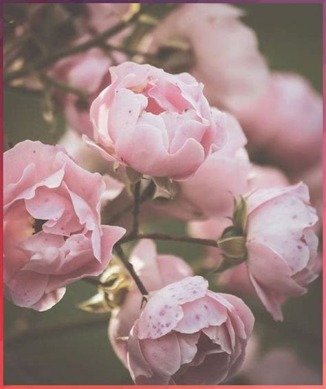 Dusty pink roses Art Print by Sirpa K in 2020 | Pastel pink aesthetic