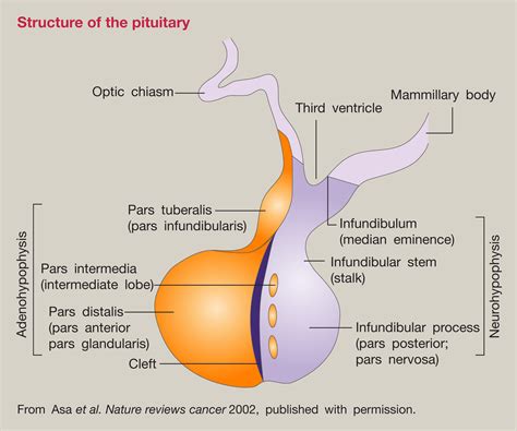 Physiology Of The Pituitary Thyroid Parathyroid And Adrenal Glands