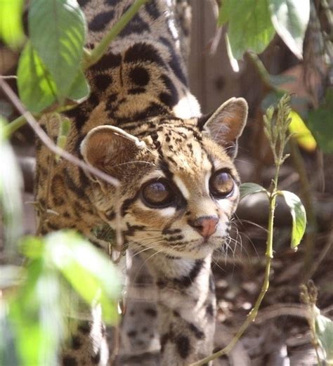 Close Up Of The Worlds Cutest Wild Cats
